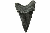 Serrated Angustidens Tooth - Megalodon Ancestor #313798-1